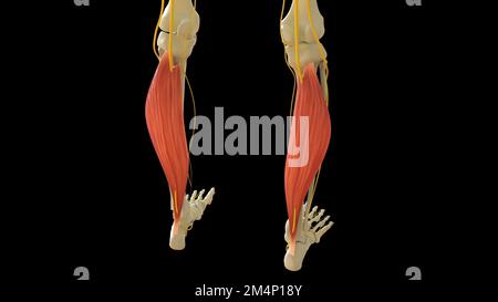 Soleusmuskelanatomie für die medizinische Konzept-3D-Illustration Stockfoto