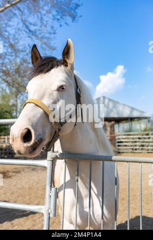 Ein wunderschönes weißes Pferd mit himmlischen Augen. Stockfoto