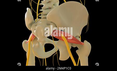 Musculus piriformis für die medizinische Konzept-3D-Illustration Stockfoto