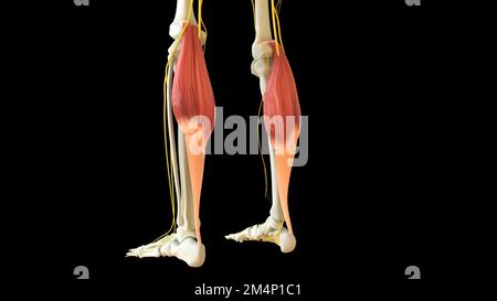 Gastrocnemiusmuskelanatomie zur medizinischen Konzept-3D-Illustration Stockfoto