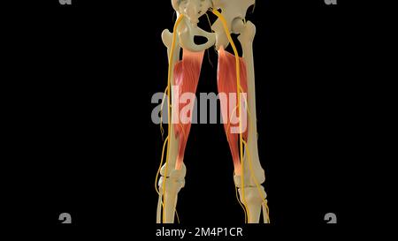 Die Anatomie des Musculus adductor Magnus für die medizinische Konzeptdarstellung 3D Stockfoto