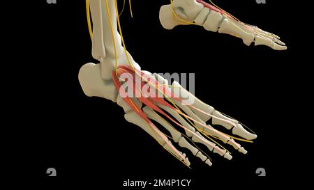 Die Anatomie des M. extensor hallucis Brevis für die medizinische Konzept-3D-Illustration Stockfoto