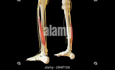 Flexor hallucis Longus Musculus Anatomy for Medical Concept 3D Illustration Stockfoto