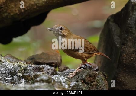 Abbott's Babbler (Malacocinclua Abbotti) Erwachsener, der auf der Felskatze Tien, Vietnam, steht Dezember Stockfoto