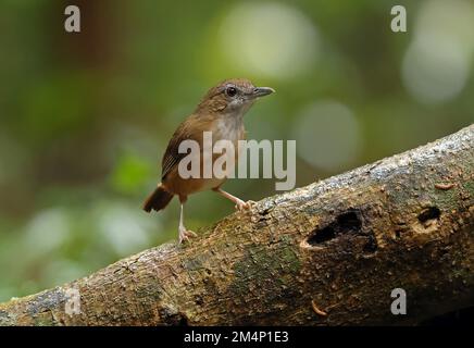 Abbott's Babbler (Malacocinclua Abbotti), Erwachsener, der auf dem gefallenen Baumstamm Cat Tien, Vietnam, steht Dezember Stockfoto