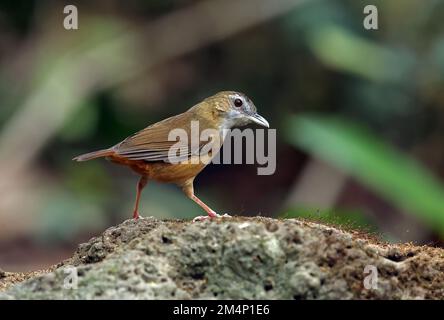 Abbott's Babbler (Malacocinclua Abbotti), Erwachsener, der auf dem mossy Rock Cat Tien, Vietnam, steht Dezember Stockfoto