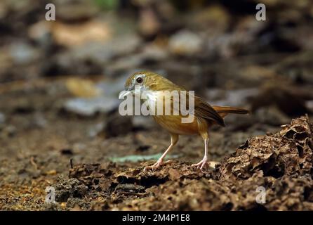 Abbott's Babbler (Malacocinclua Abbotti) Erwachsener, der auf dem Waldboden steht Cat Tien, Vietnam Dezember Stockfoto