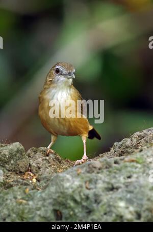 Abbott's Babbler (Malacocinclua Abbotti) Erwachsener, der auf der Felskatze Tien, Vietnam, steht Dezember Stockfoto