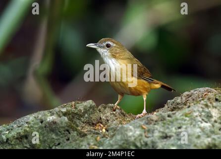 Abbott's Babbler (Malacocinclua Abbotti) Erwachsener, der auf der Felskatze Tien, Vietnam, steht Dezember Stockfoto