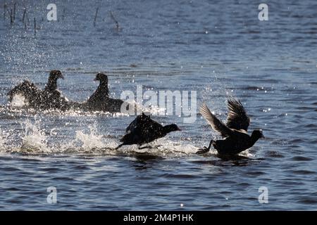 Eurasische Blässhuhn Stockfoto