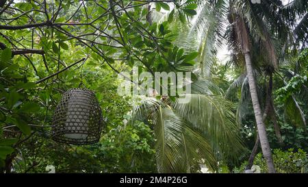 Lampenlampe aus gewebtem Bambusbezug, die im öffentlichen Park im Baum hängt Stockfoto