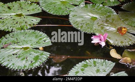 Fischteich mit Lotuspflanzen in einem öffentlichen Gartenpark Stockfoto