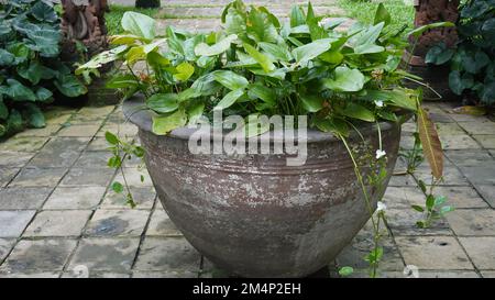 Riesige holzbine im Tontopf mit grüner Zierbaumpflanze im Schampark Stockfoto
