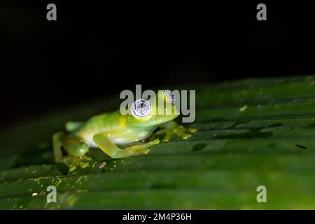 Nahaufnahme eines Geisterglasfrosches (Sachatamia ilex) Stockfoto
