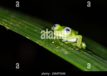 Nahaufnahme eines Geisterglasfrosches (Sachatamia ilex) Stockfoto
