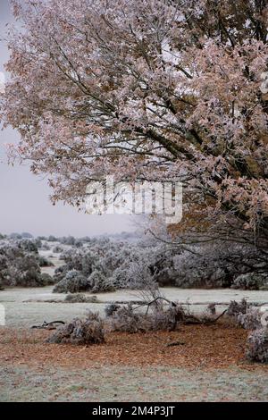Eine gefrorene Eiche in einer Winterszene mit ihren orangefarbenen Blättern auf dem Boden. Wetter In Großbritannien Stockfoto