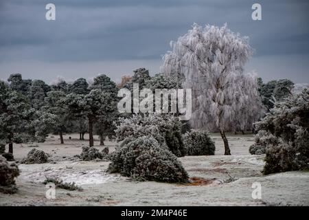 Eisige weiße Bäume und Sträucher am Canada Common in der Nähe des New Forest Hampshire England. Winterlandschaft UK-Wetter. Stockfoto