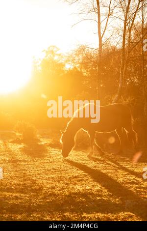 Ein wunderschöner nebiger, tieforangefarbener Sonnenuntergang mit einem New Forest-Pony mit starker Hintergrundbeleuchtung zum Abschluss eines frostigen, kalten Tages. Satz mit 5 Bildern Stockfoto