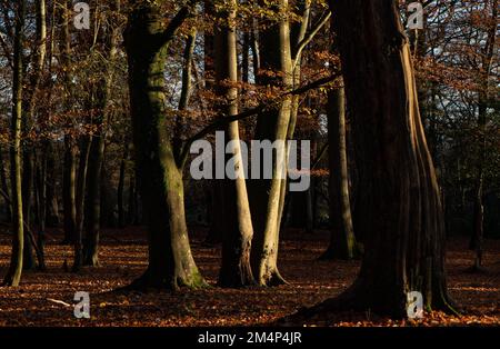 Eine herbstliche Waldszene mit großen Bäumen und einem mit Blättern bedeckten Waldboden, die durch die helle untergehende Sonne in einer Kontrastszene hervorgehoben wird. Stockfoto