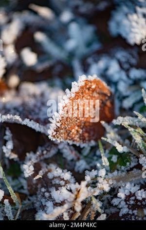 Ein gefrorenes Blatt im Sonnenlicht, das im Gras liegt, mit dem Umriss des Blatts in Eispartikeln nach Schneefall. Stockfoto