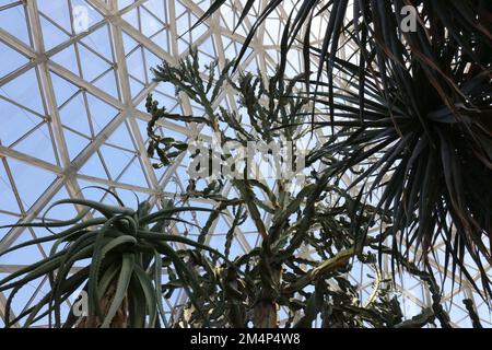 Im Wüstenshow-Raum im Mitchell Park Conservatory, The Domes, in Milwaukee, Wisconsin, USA, könnt ihr einen majestätischen Aloe-Baum, Yucca und Kaktus bewundern Stockfoto