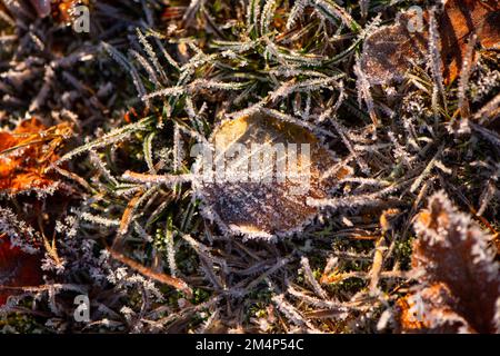 Silberne Birkenblätter liegen während eines kalten Schnappes im Winter auf dem Waldboden gefroren. Stockfoto