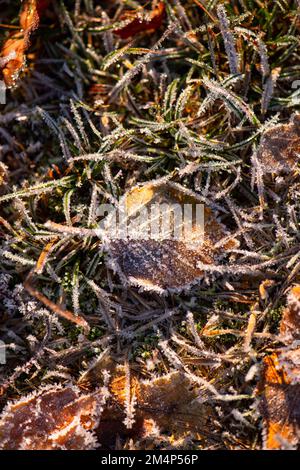 Silberne Birkenblätter liegen während eines kalten Schnappes im Winter auf dem Waldboden gefroren. Stockfoto