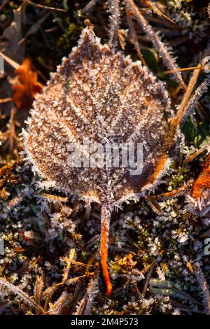 Silberne Birkenblätter liegen während eines kalten Schnappes im Winter auf dem Waldboden gefroren. Stockfoto
