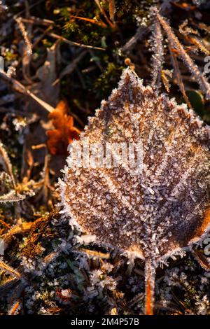 Silberne Birkenblätter liegen während eines kalten Schnappes im Winter auf dem Waldboden gefroren. Stockfoto