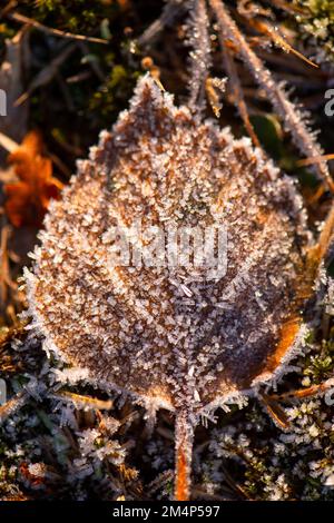 Silberne Birkenblätter liegen während eines kalten Schnappes im Winter auf dem Waldboden gefroren. Stockfoto