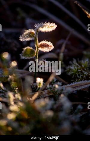 Eine empfindliche junge Pflanze, die im Sonnenlicht mit Eiskristallen gefangen wurde, die sich auf Blättern auf dem Waldboden des New Forest gebildet haben. Stockfoto