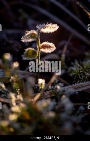 Eine empfindliche junge Pflanze, die im Sonnenlicht mit Eiskristallen gefangen wurde, die sich auf Blättern auf dem Waldboden des New Forest gebildet haben. Stockfoto