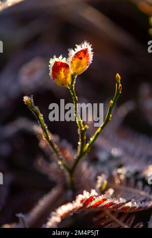 Eine junge Pflanze, die fast menschlich aussieht, mit Armen und Kopf aus Blättern, mit Eis auf Haar. Von der Sonne beleuchtet. Stockfoto