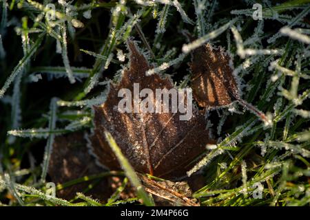 Gefrorene Birkenblätter standen im langen Gras und fingen das Wintersonnenlicht ein, wodurch Schatten auf dem Blatt inmitten des eisbedeckten Grases entstehen. Stockfoto