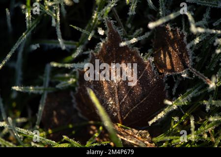 Gefrorene Birkenblätter standen im langen Gras und fingen das Wintersonnenlicht ein, wodurch Schatten auf dem Blatt inmitten des eisbedeckten Grases entstehen. Stockfoto