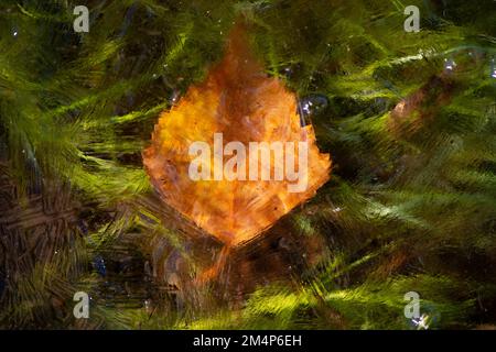 Ein einzelnes orangefarbenes Birkenblatt, das unter dem Eis eines Bachs vor einem grünen Hintergrund mit Flussgras gefangen wurde. Das Bild ähnelt einem alten Meisterbild. Stockfoto