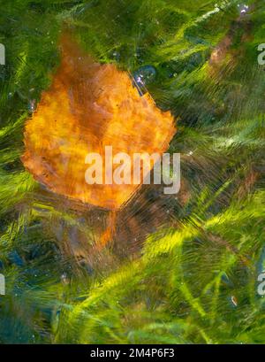 Ein einzelnes orangefarbenes Birkenblatt, das unter dem Eis eines Bachs vor einem grünen Hintergrund mit Flussgras gefangen wurde. Das Bild ähnelt einem alten Meisterbild. Stockfoto