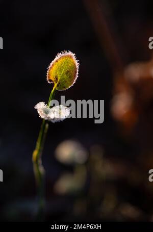 Eine empfindliche junge Pflanze, die im Sonnenlicht mit Eiskristallen gefangen wurde, die sich auf Blättern auf dem Waldboden des New Forest gebildet haben. Stockfoto