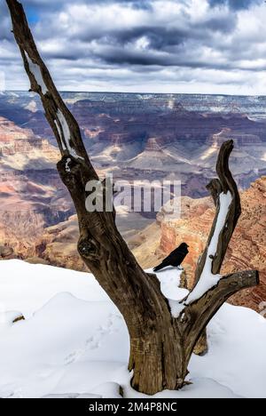 Ein atemberaubender Blick auf einen Raben auf einem trockenen Baum über dem Grand Canyon an einem düsteren Tag Stockfoto