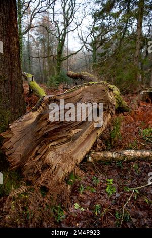 Ein riesiger Ast, der von einem Baum im New Forest Hampshire abgerissen wurde, lag auf dem Waldboden und half dem Ökosystem des Waldes. Stockfoto