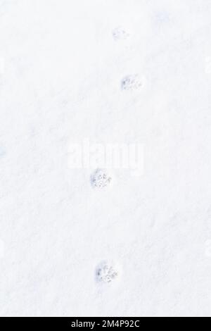 Pfotenabdrücke, die von einer Outdoor-Katze im weißen Schnee an einem Wintertag gemacht wurden. Stockfoto