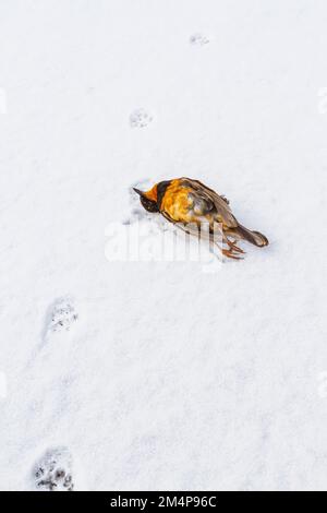 Ein verstorbener Variated Thrush (Ixoreus naevius), der im Winterschnee neben einem Satz Pfotenabdrücke liegt, die von einer Outdoor-Katze gemacht wurden. Stockfoto