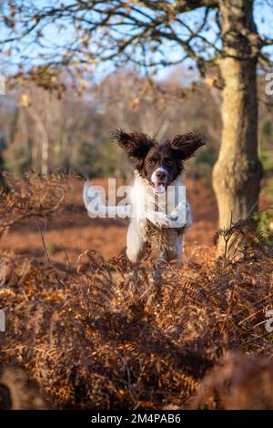 Ein englischer Springer-Spaniel, der über braunes Gebäck springt, auf der Suche nach Beute im New Forest Hampshire England. Stockfoto