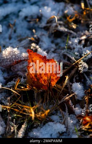 Ein Herbstbirnenblatt sitzt im Frost und die Sonne scheint hindurch und zeigt seine dunkelorange Farbe. Stockfoto