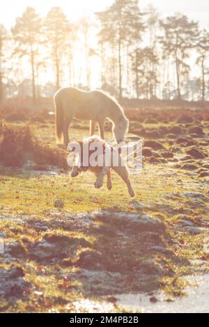 Ein weißes Pferd grast und ein englischer springer-Spaniel springt im Vordergrund mit Hintergrundbeleuchtung im goldenen Wintersonnenlicht im Nachrichtenwald Hampshire UK. Stockfoto