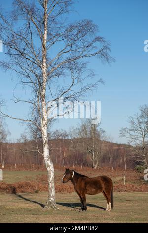 Ein Pferd steht neben einem Baum, der sich sonnt, um sich an einem Wintertag im New Forest Hampshire England warm zu halten. Stockfoto