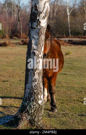 Ein Pferd steht neben einem Baum, der sich sonnt, um sich an einem Wintertag im New Forest Hampshire England warm zu halten. Stockfoto