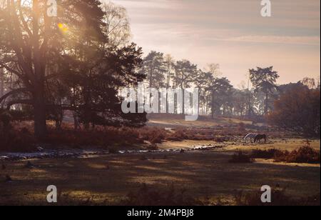 Eine wunderschöne Herbst-/Winterlandschaft im New Forest Hampshire England mit Sonnenuntergang über einem Wald mit zwei grasenden Ponys. Stockfoto