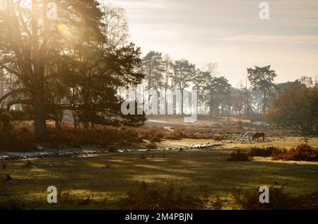 Eine wunderschöne Herbst-/Winterlandschaft im New Forest Hampshire England mit Sonnenuntergang über einem Wald mit zwei grasenden Ponys. Stockfoto