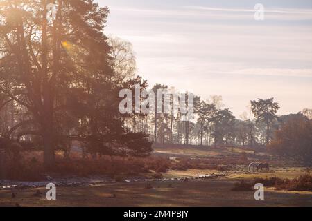 Eine wunderschöne Herbst-/Winterlandschaft im New Forest Hampshire England mit Sonnenuntergang über einem Wald mit zwei grasenden Ponys. Stockfoto